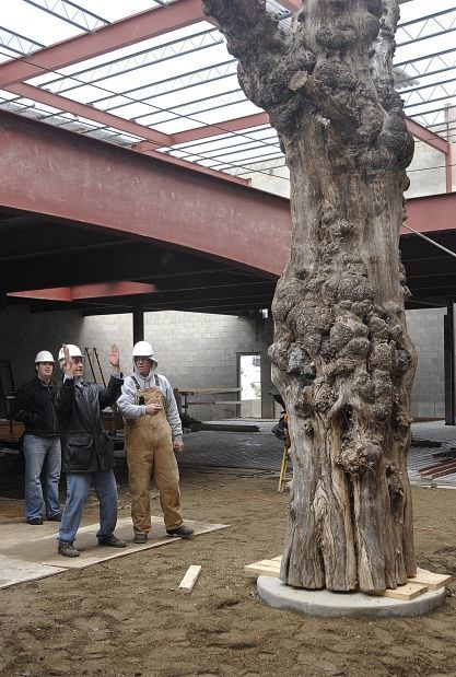 031507 Medici Tree 1 lac